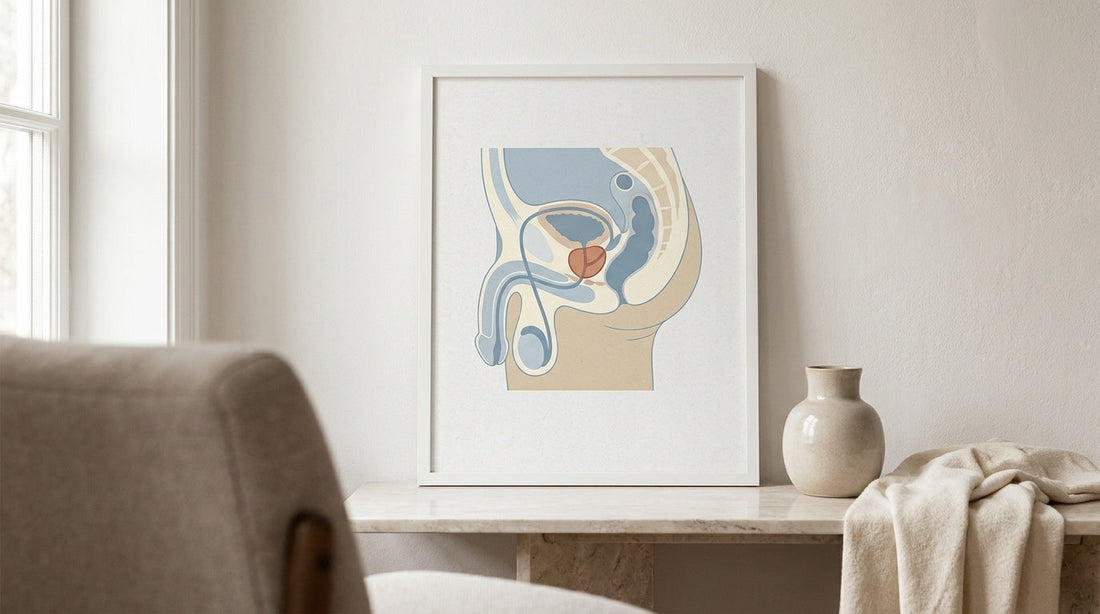 Prostate Massage: A Straightforward Guide to Technique, Safety, and What It Actually Does